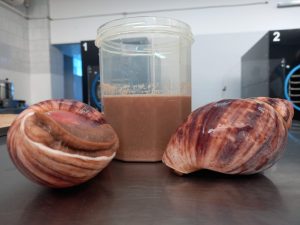 Wydzielanie śluzu ślimaka w Archachatina Marginata