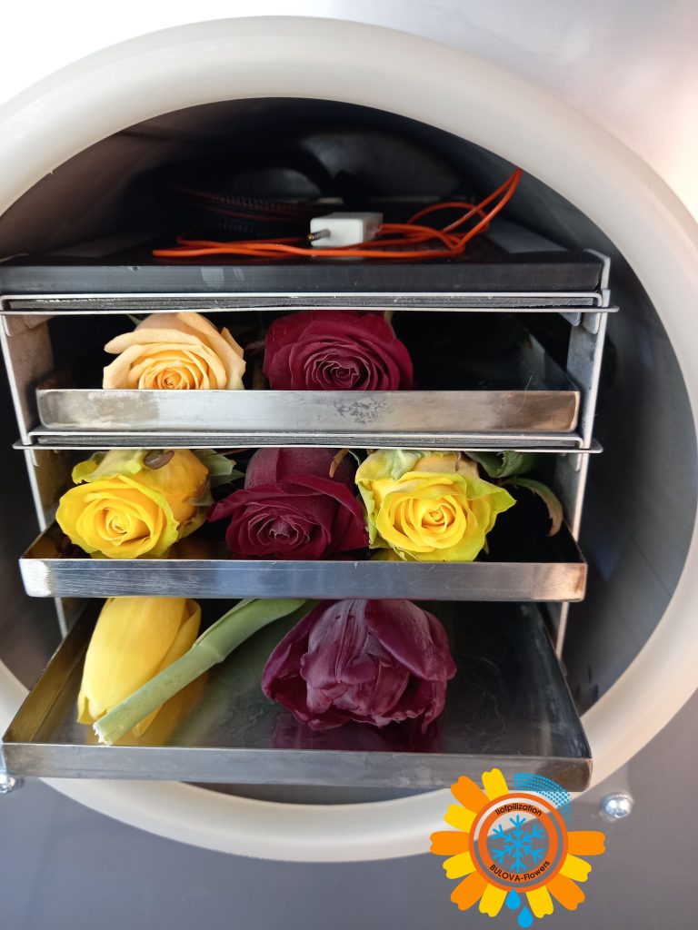 Freeze-dried flowers in a Bulova freeze dryer from Bulova-flowers