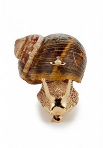 News from Mucus pro - Golden snail