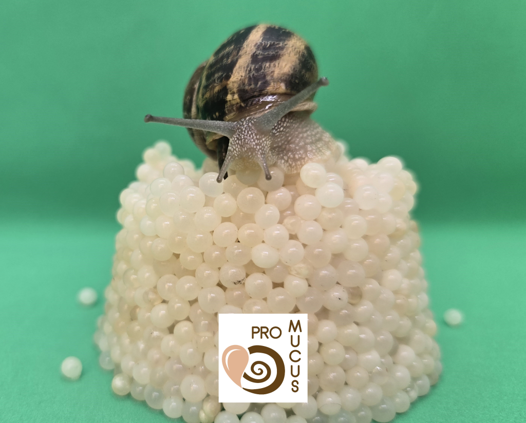 Aphrodisiac One snail caviar dietary supplement