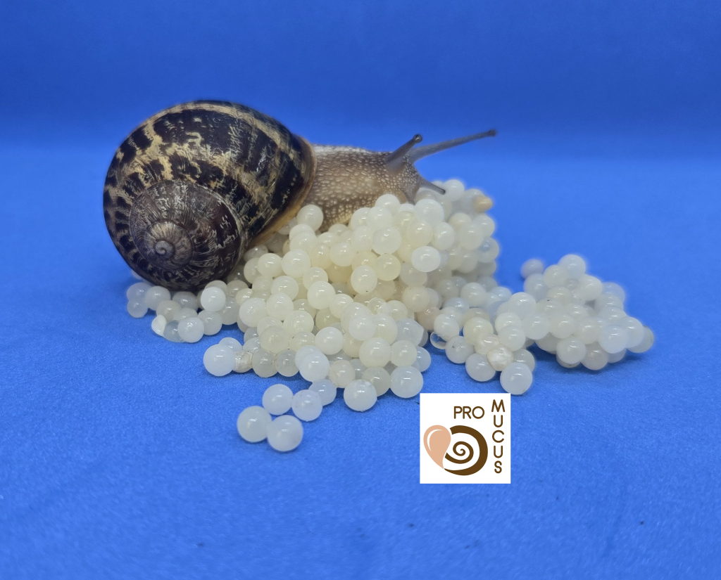 a beauty supplement made from snail mucus and snail caviar.