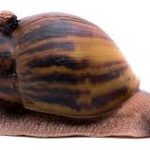 buy Achatina fulica snail slime