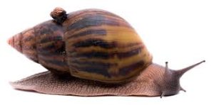 buy Achatina fulica snail slime