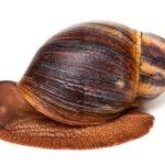 We wish to purchase natural, freeze-dried Archachatina marginata snail mucus