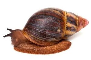 We wish to purchase natural, freeze-dried Archachatina marginata snail mucus