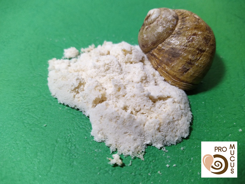 Enzymatic hydrolysate peptides from Helix aspersa