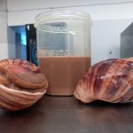 We would like to purchase natural freeze-dried Archachatina marginata* snail mucus